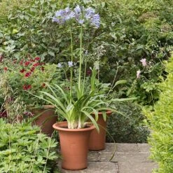 Terracotta Flared Rim Pot 11 Terracotta Flared Rim Pot -Plants Shop pr2000017350 card3 lg