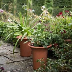 Terracotta Flared Rim Pot 13 Terracotta Flared Rim Pot -Plants Shop pr2000017350 card5 lg