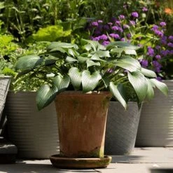 Terracotta Flared Rim Pot 14 Terracotta Flared Rim Pot -Plants Shop pr2000017350 card6 lg