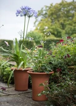 Terracotta Flared Rim Pot 16 Terracotta Flared Rim Pot -Plants Shop pr2000017350 card8 lg