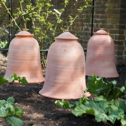 Terracotta Rhubarb Forcer -Plants Shop pr2000017359 card4 lg