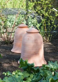 Terracotta Rhubarb Forcer -Plants Shop pr2000017359 card5 lg