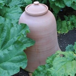 Terracotta Rhubarb Forcer -Plants Shop pr2000017359 card6 lg