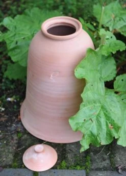 Terracotta Rhubarb Forcer -Plants Shop pr2000017359 card7 lg