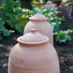 Terracotta Rhubarb Forcer -Plants Shop pr2000017359 card8 lg