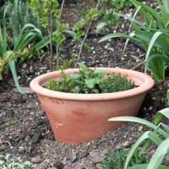 Terracotta Rimmed Grow Pot -Plants Shop pr2000022763 card3 lg