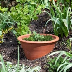 Terracotta Rimmed Grow Pot -Plants Shop pr2000022763 card5 lg