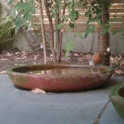 Terracotta Saucer -Plants Shop pr2000022770 card3 lg