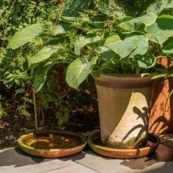 Terracotta Saucer -Plants Shop pr2000022770 card4 lg