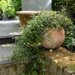 Terracotta Babylon Hanging Pot -Plants Shop pr2000023695 card3 lg