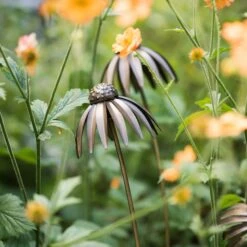Plants Shop 33 Echinacea Plant Stake - Antique Bronze