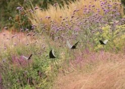 Silhouette Flying Bird -Plants Shop pr2000026361 card6 lg