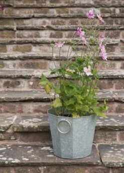 Faceted Galvanised Planter -Plants Shop pr2000027856 card3 lg