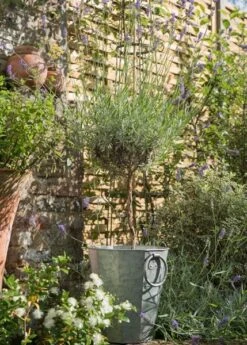 Faceted Galvanised Planter -Plants Shop pr2000027856 card7 lg