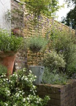 Faceted Galvanised Planter -Plants Shop pr2000027856 card9 lg