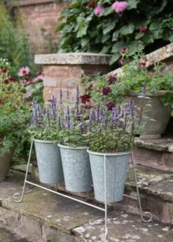 Three Galvanised Pots And Stand 7 Three Galvanised Pots And Stand -Plants Shop pr2000027863 card3 lg