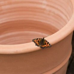 Monachou Terracotta Pot -Plants Shop pr2000028341 card3 lg