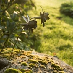 Daffodil Flower Stake - Antique Brass -Plants Shop pr2000028377 card4 lg