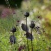 Poppy Seed Head Stake - Small Seed Head