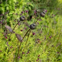 Poppy Seed Head Stake - Small Seed Head -Plants Shop pr2000028379 card3 lg