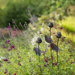 Poppy Seed Head Stake - Small Seed Head -Plants Shop pr2000028379 card4 lg