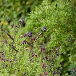 Poppy Seed Head Stake - Small Seed Head -Plants Shop pr2000028379 card6 lg