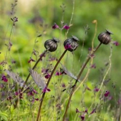 Poppy Seed Head Stake - Small Seed Head -Plants Shop pr2000028379 card7 lg