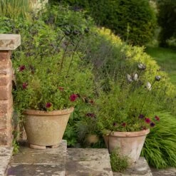 Poppy Seed Head Stake - Small Seed Head -Plants Shop pr2000028379 card8 lg