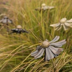 Helenium Flower Stake -Plants Shop pr2000028383 card10 lg