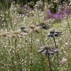 Helenium Flower Stake -Plants Shop pr2000028383 card3 lg