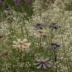 Helenium Flower Stake -Plants Shop pr2000028383 card5 lg