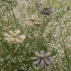 Helenium Flower Stake -Plants Shop pr2000028383 card6 lg