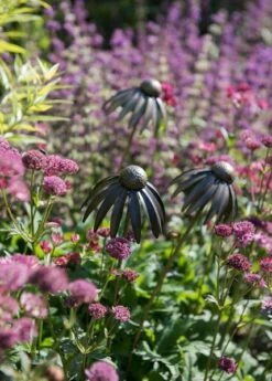 Echinacea Plant Stake - Antique Pewter -Plants Shop pr2000028412 card3 lg
