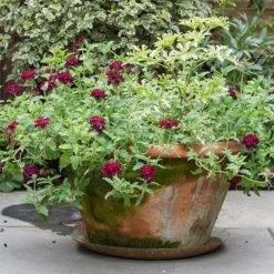 Brass Tray -Plants Shop pr2000028422 card6 lg