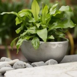 Rough Cast Aluminium Bowl -Plants Shop pr2000028424 card10 lg