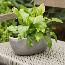 Rough Cast Aluminium Bowl -Plants Shop pr2000028424 card7 lg