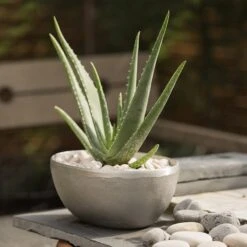 Rough Cast Aluminium Bowl -Plants Shop pr2000028424 card8 lg