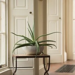 Rough Cast Aluminium Bowl -Plants Shop pr2000028424 card9 lg