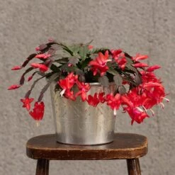 Hand Etched Aluminium Planter -Plants Shop pr2000028556 card10 lg