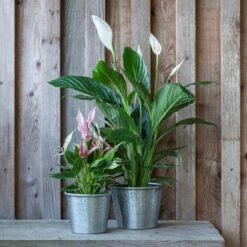 Hand Etched Aluminium Planter -Plants Shop pr2000028556 card3 lg