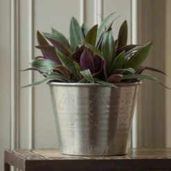 Hand Etched Aluminium Planter -Plants Shop pr2000028556 card6 lg