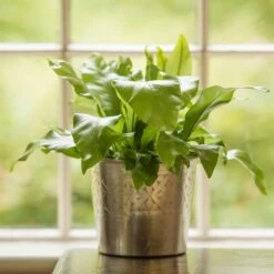 Hand Etched Aluminium Planter -Plants Shop pr2000028556 card8 lg