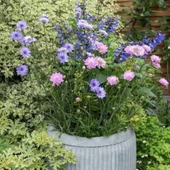 Zinc Dolly Tub Planter -Plants Shop pr2000028721 card4 lg