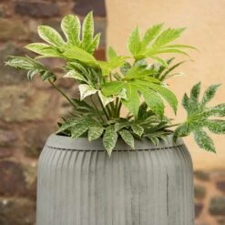 Zinc Dolly Tub Planter -Plants Shop pr2000028721 card5 lg