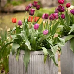 Zinc Dolly Tub Planter -Plants Shop pr2000028721 card7 lg