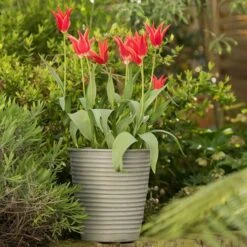 Ribbed Zinc Planter -Plants Shop pr2000028781 card10 lg