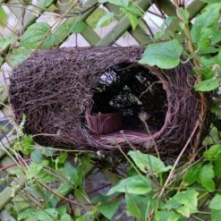 Brushwood Robin Nester -Plants Shop pr2000029694 card3 lg