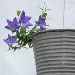 Hanging Aged Ribbed Planter 10 Hanging Aged Ribbed Planter -Plants Shop pr2000031414 card3 lg