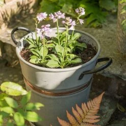 Planter With Copper Belt And Tray 7 Planter With Copper Belt And Tray -Plants Shop pr2000031454 card3 lg