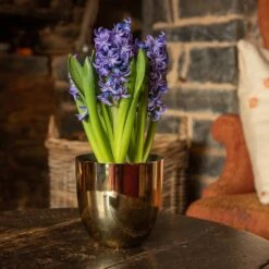 Polished Brass Pot Cover -Plants Shop pr2000031483 card3 lg